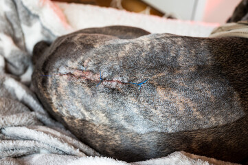 Sutured scar on the back of a dog after surgery on the intervertebral disc following a herniated disc