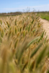 Fototapeta premium field of wheat