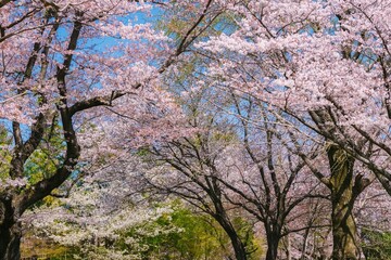 Fototapeta premium blossom