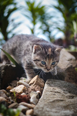 Newborn domestic cat discovers the wildlife around the house and undergoes immediate development regarding new sensations. Blue-eyed grey and black kitten in tall grass. Felis catus domesticus
