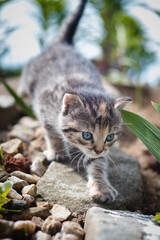 Newborn domestic cat discovers the wildlife around the house and undergoes immediate development regarding new sensations. Blue-eyed grey and black kitten in tall grass. Felis catus domesticus