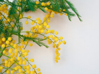 mimosa sc. name Acacia dealbata yellow flower
