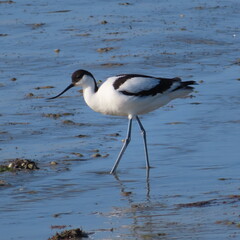 OISEAUX