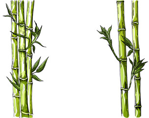 Bamboo: stem and leaves of bamboo. Colored vector hand drawing isolated on white background.