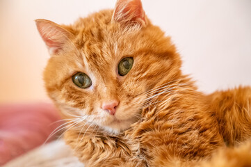 Lovely cat looking somewhere. Funny cat portrait.