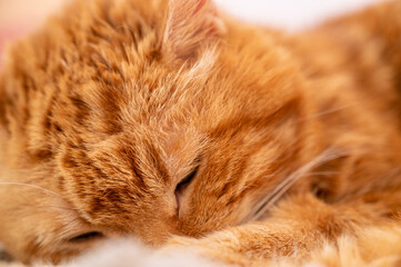 Lovely red cat. Soft focus.