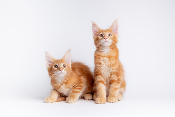 Obraz premium two red cats sitting on a white background