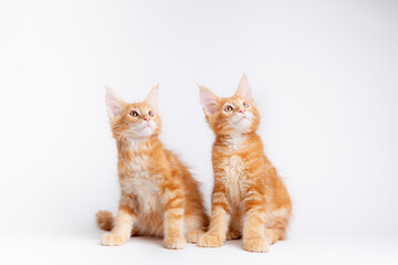 two red cats sitting on a white background