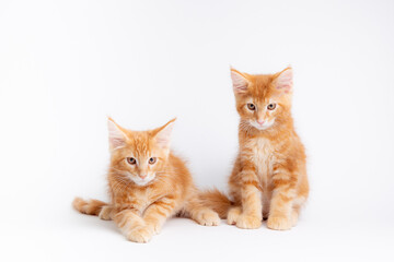 two red cats sitting on a white background
