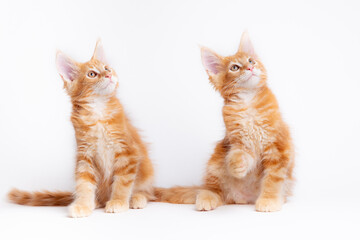 Fototapeta premium two red cats sitting on a white background