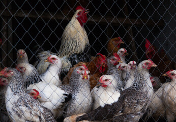 Chickens in the chicken coop behind the cage.