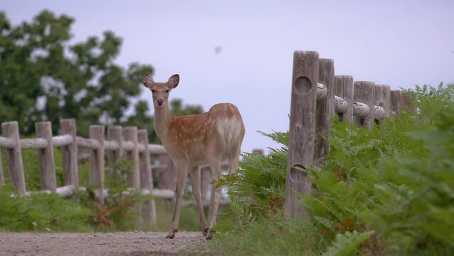 EZO Deer エゾシカ
