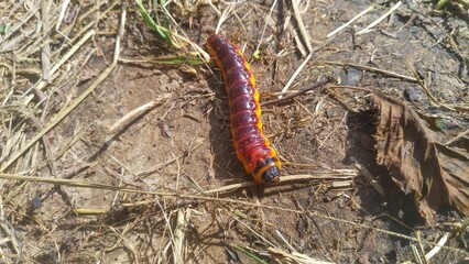 The larva of the bark beetle woodworm crawls on the ground, covered in places with dry grass and last year's leaves