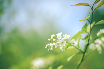Selective soft focus of flowering bird cherry hackberry or Mayday tree tree branch with small white flowers on blurred green bokeh background. Minimal delicate spring blossom design copy space
