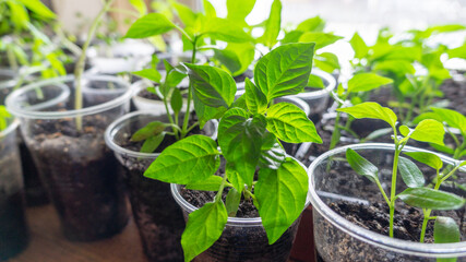 Seedlings growing in plastic cups on the windowsill. High quality photo