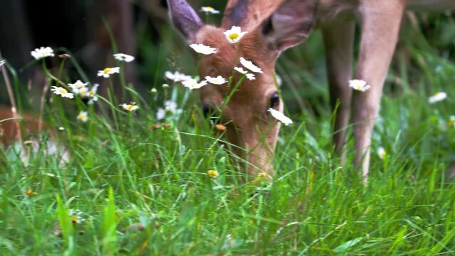 EZO Deer エゾシカ