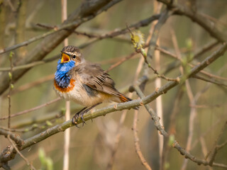Bluethroat on branch