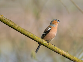 Chaffinch on a branch
