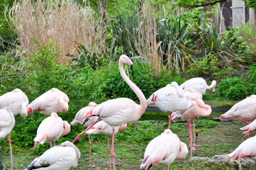 Flock of pink flamingos in London Zoo, UK - obrazy, fototapety, plakaty