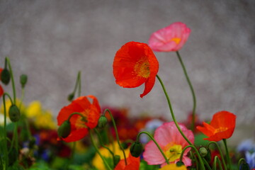 Des fleurs de printemps rouges, roses et oranges dans le jardin