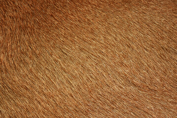 Brown wool for the background