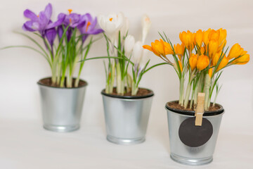 Spring flowers in pots with muticolor crocuses space for text