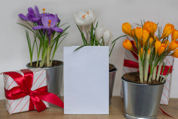 Greeting card for the holiday blank card spring flowers in a pot crocuses lilac, white, orange