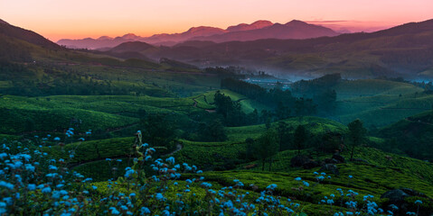 Colorful landscape view from Munnar Tea Garden, Kerala nature scenery