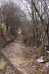 enchanted path brown leaves enclosed bushes trees