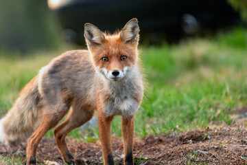 Wildlife portrait of red fox vulpes vulpes outdoors in nature. Predator and wilderness concept.