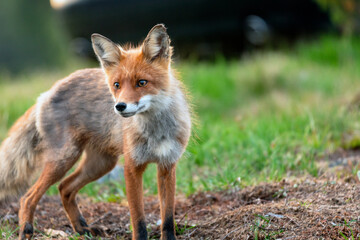 Wildlife portrait of red fox vulpes vulpes outdoors in nature. Predator and wilderness concept.