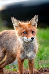 Wildlife portrait of red fox vulpes vulpes outdoors in nature. Predator and wilderness concept.