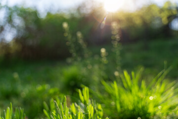 Abstract blurry summer spring background. Green grass and trees in the forest in the sun, soft focus image