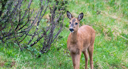 Naklejka na ściany i meble Wildlife portrait of western roe deer capreolus capreolus outdoors in nature.