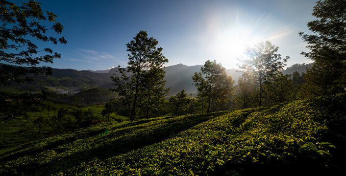 Landscape tea plantation view during sunrise image taken from Munnar Kerala, beautiful panoramic view of nature 