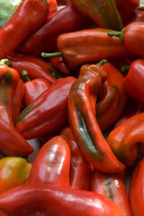 Rote Paprika
