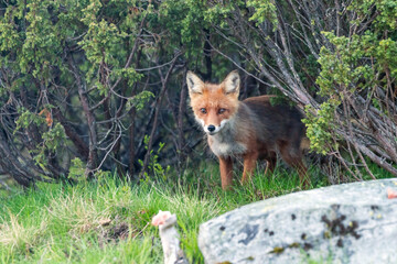 Wildlife portrait of red fox vulpes vulpes outdoors in nature. Predator and wilderness concept.
