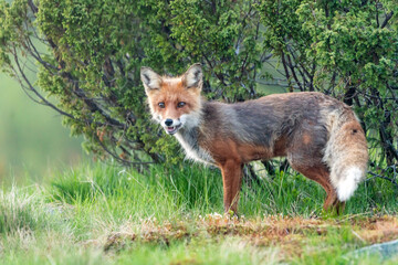 Wildlife portrait of red fox vulpes vulpes outdoors in nature. Predator and wilderness concept.