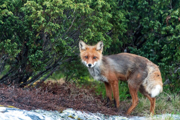 Wildlife portrait of red fox vulpes vulpes outdoors in nature. Predator and wilderness concept.