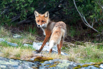 Wildlife portrait of red fox vulpes vulpes outdoors in nature. Predator and wilderness concept.