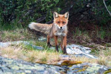 Naklejka na ściany i meble Wildlife portrait of red fox vulpes vulpes outdoors in nature. Predator and wilderness concept.