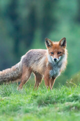 Wildlife portrait of red fox vulpes vulpes outdoors in nature. Predator and wilderness concept.