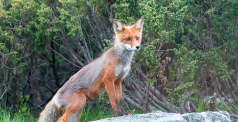 Wildlife portrait of red fox vulpes vulpes outdoors in nature. Predator and wilderness concept.