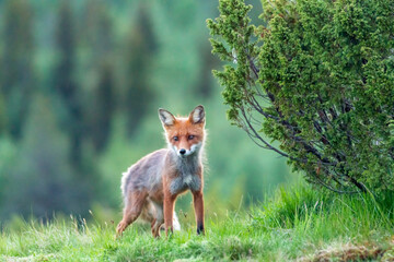 Naklejka na ściany i meble Wildlife portrait of red fox vulpes vulpes outdoors in nature. Predator and wilderness concept.