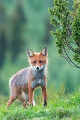 Wildlife portrait of red fox vulpes vulpes outdoors in nature. Predator and wilderness concept.