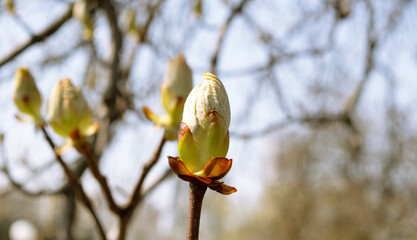 Large chestnut buds. Sunny day. natural light. Beautiful spring landscape.
