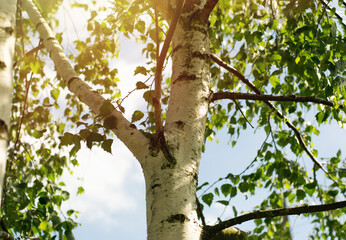 Young birch trees with black and white birch bark in spring against a blue spring sky.