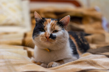 Tricolor cat lies on the bed