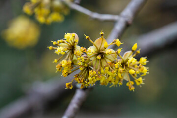 close-up of a branch with yellow flowers of the European dogwood Cornus mas in early spring, selective focus. Dogwood cherry, European dogwood or dogwood cherry, spring flower background
