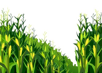 Corn grows in field. Harvest agricultural plant. Food product. Farmer farm illustration. Object isolated on white background. Rural summer field landscape. Vegetable garden cultivation. Vector